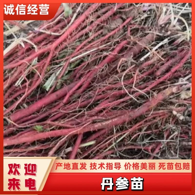 丹参苗各种规格基地一手货源对接批发
