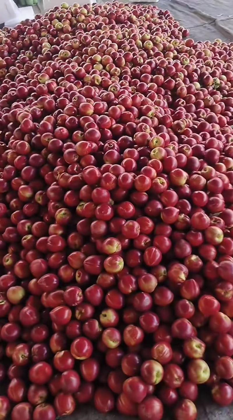 精品山东中油油桃一件代发黄肉油桃大量供应电商批发商超精品