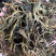 批发2024茶树螃蟹脚普洱生茶大货批发量大从优