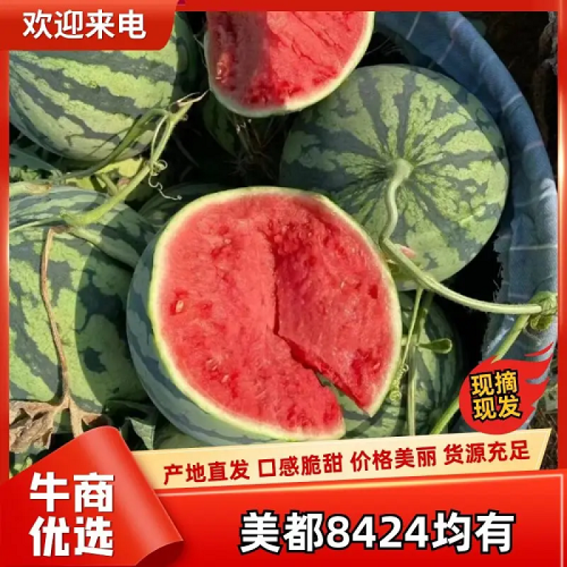 浙江台州三门露天西瓜上市中~欢迎各地客商前来咨询