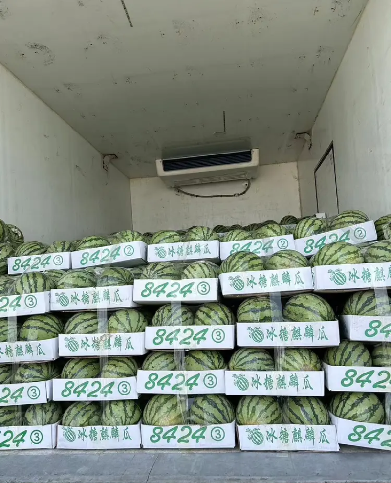 浙江台州三门露天西瓜上市中~欢迎各地客商前来咨询