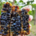 云南黑蜂蜜米团花蜜产地批发大货批发量大从优