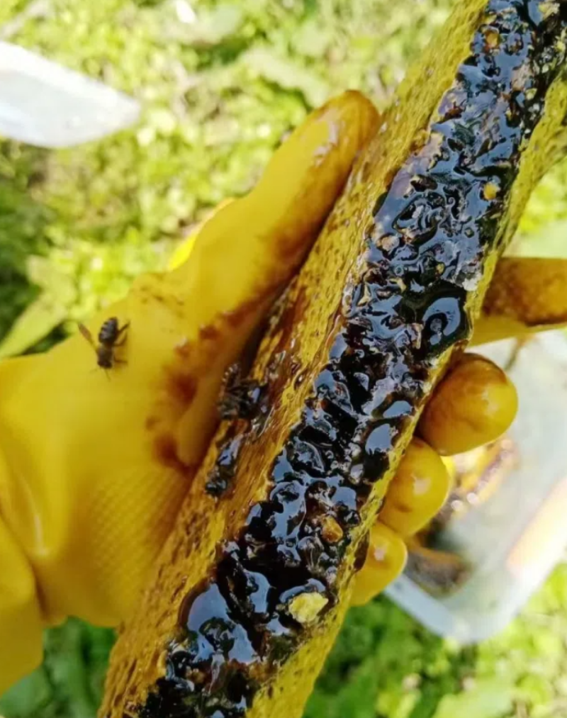 云南黑蜂蜜米团花蜜产地批发大货批发量大从优