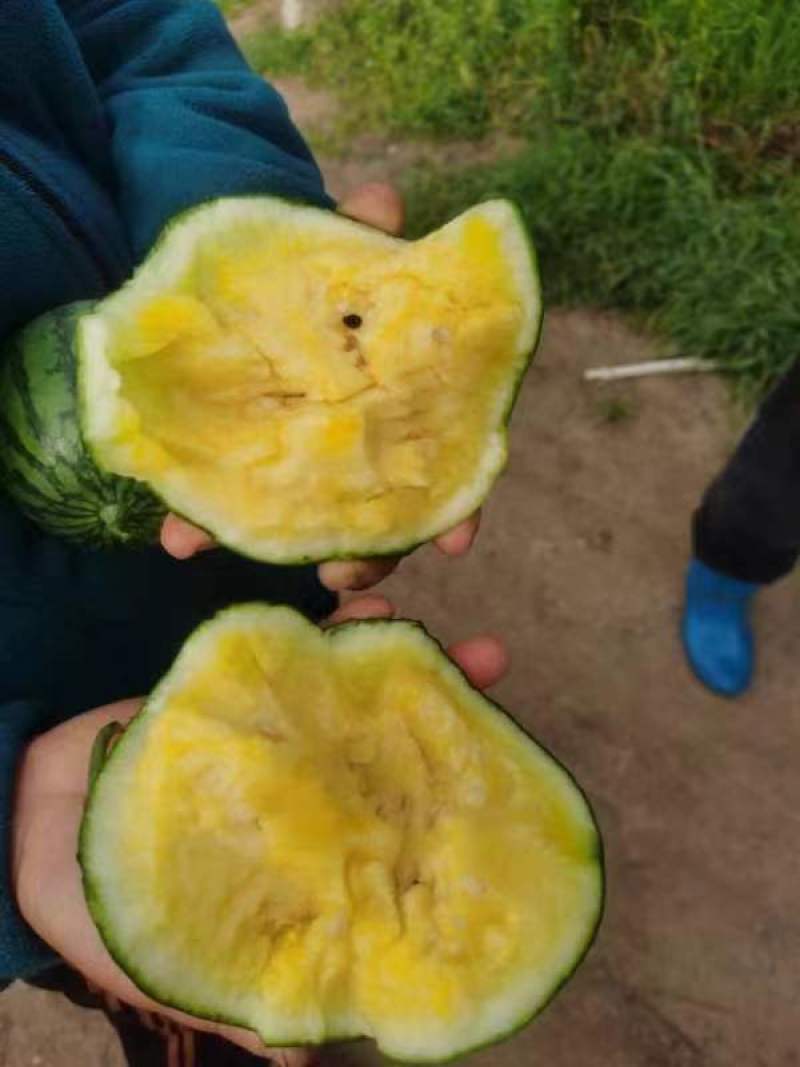 特小凤西瓜-量大从优-价格优惠-回购率超高