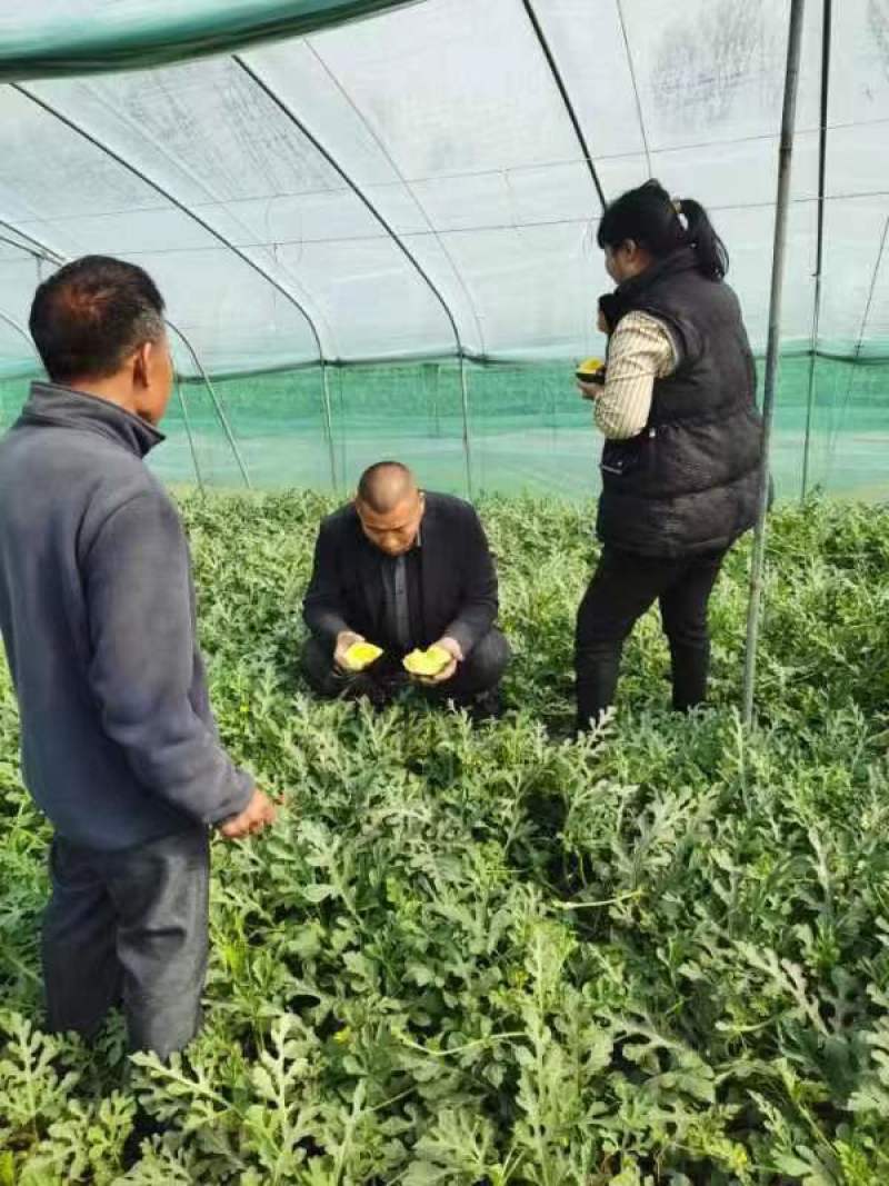 特小凤西瓜-量大从优-价格优惠-回购率超高