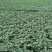 8424西瓜苗,美都自根苗,有现货,实物拍摄,全国发货