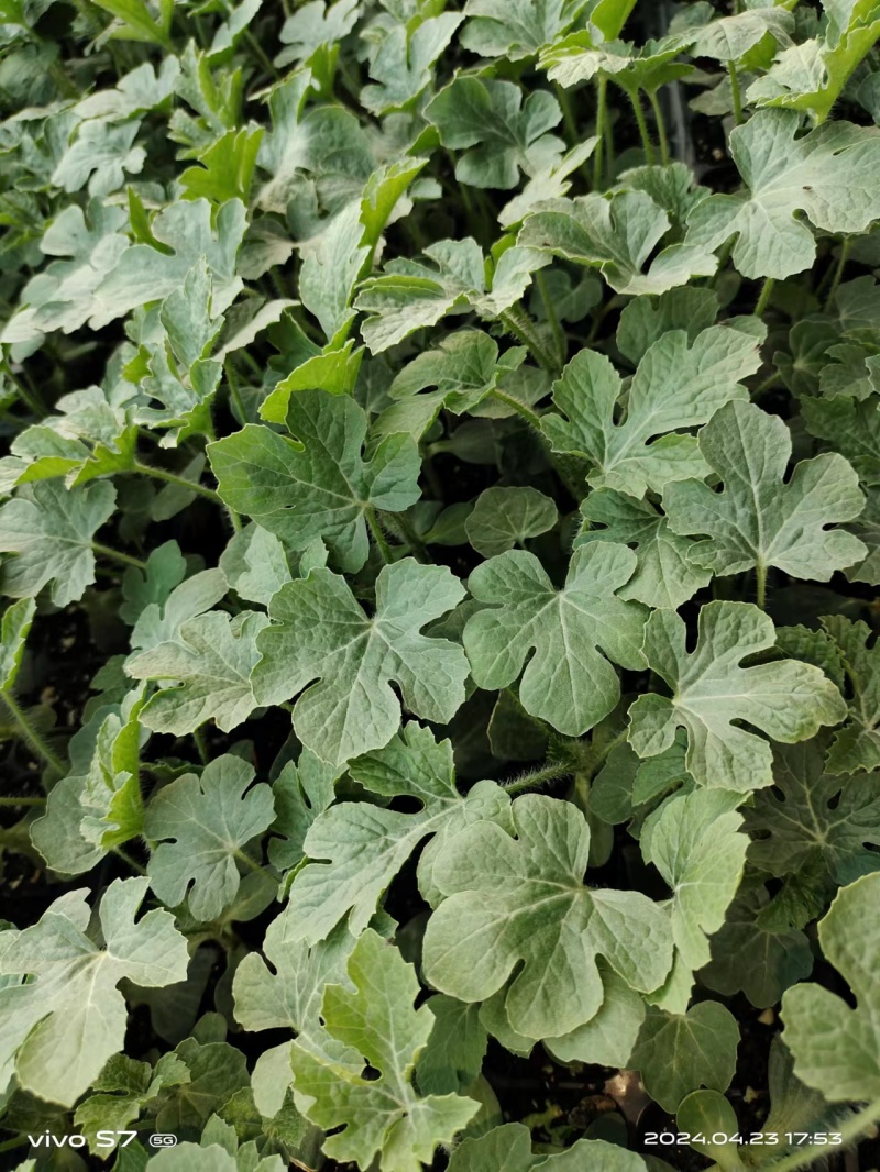 8424西瓜苗，美都自根苗，有现货，实物拍摄，全国发货