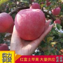 红富士苹果河北苹果脆甜多汁大量供应全国发货欢迎咨询
