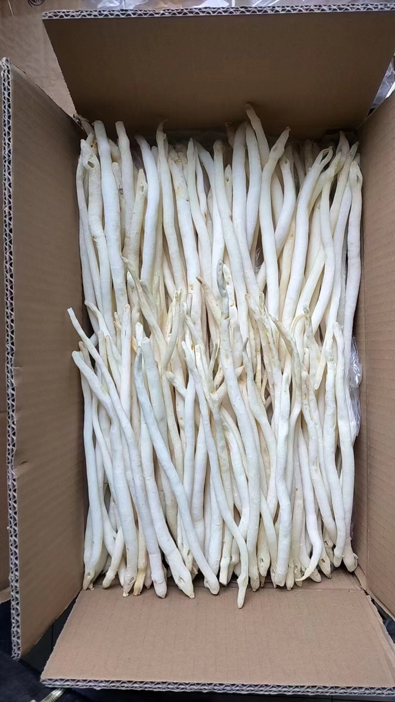四川苍溪川明参，沙参基地大量供应，量大质优，价格优惠
