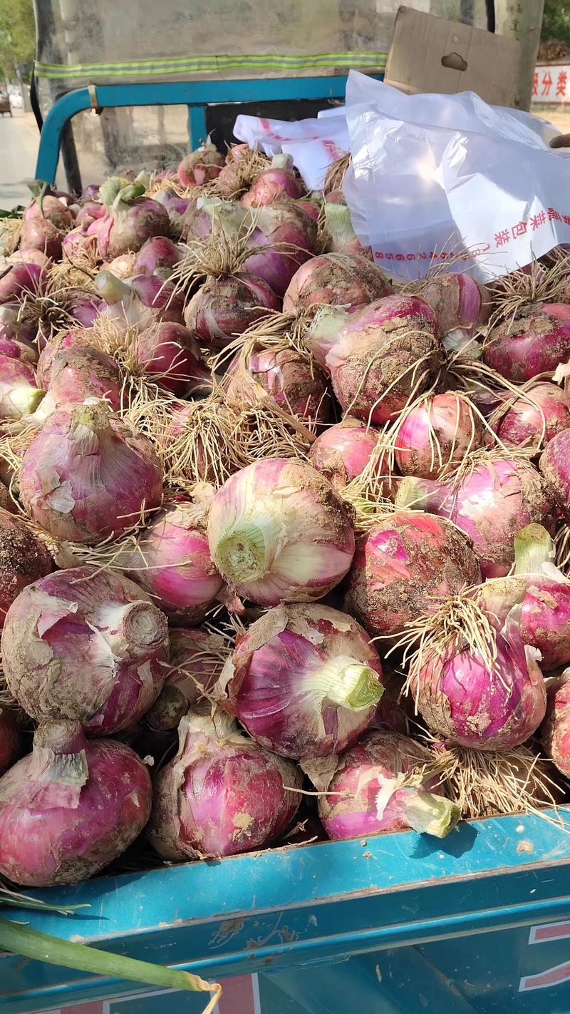 河南郑州中牟洋葱紫皮洋葱品质保障全国发货欢迎联系