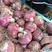 河南郑州中牟洋葱紫皮洋葱品质保障全国发货欢迎联系