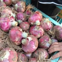 河南郑州中牟洋葱紫皮洋葱品质全国发货欢迎