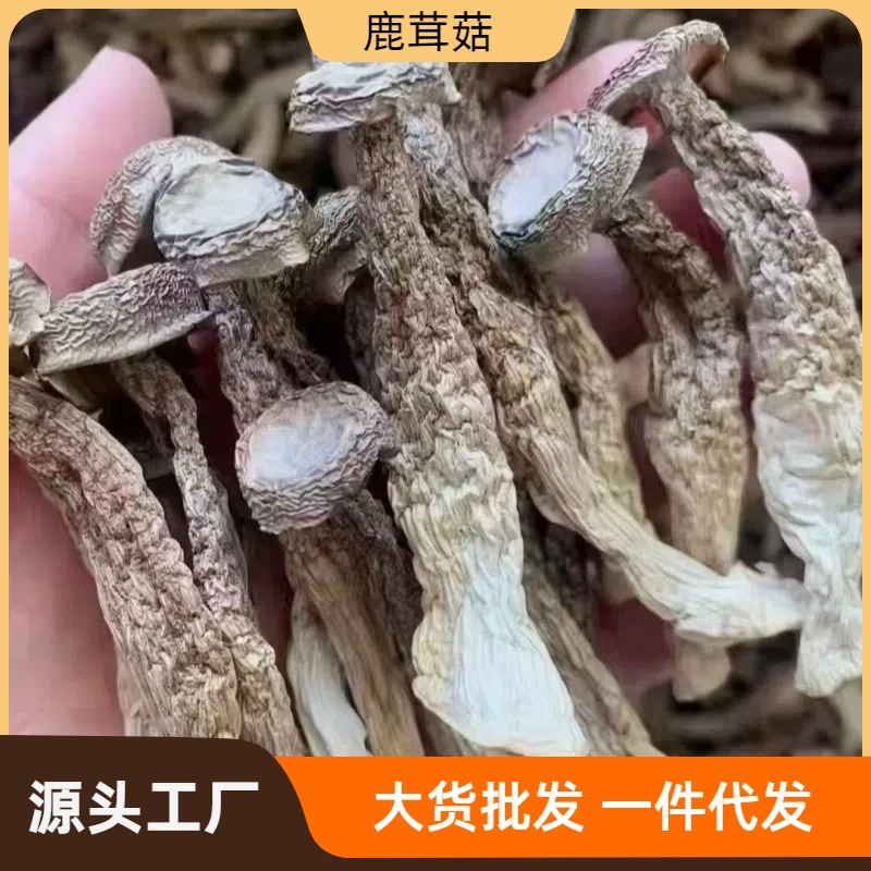 鹿茸菇，去根鹿茸菌，厂家直销一手货源价格优惠