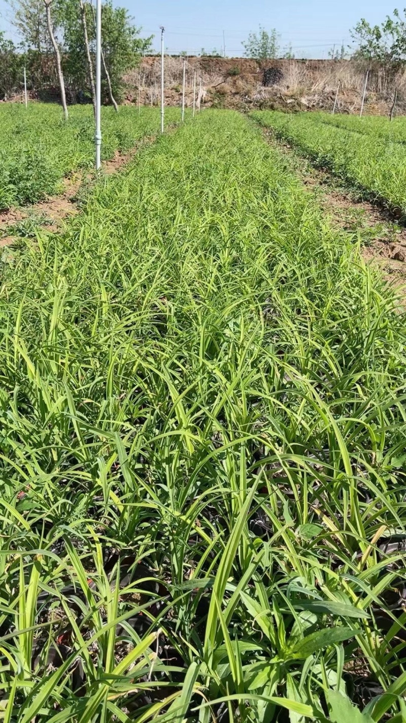 山东大花萱草品质保证诚信经营欢迎联系万亩基地