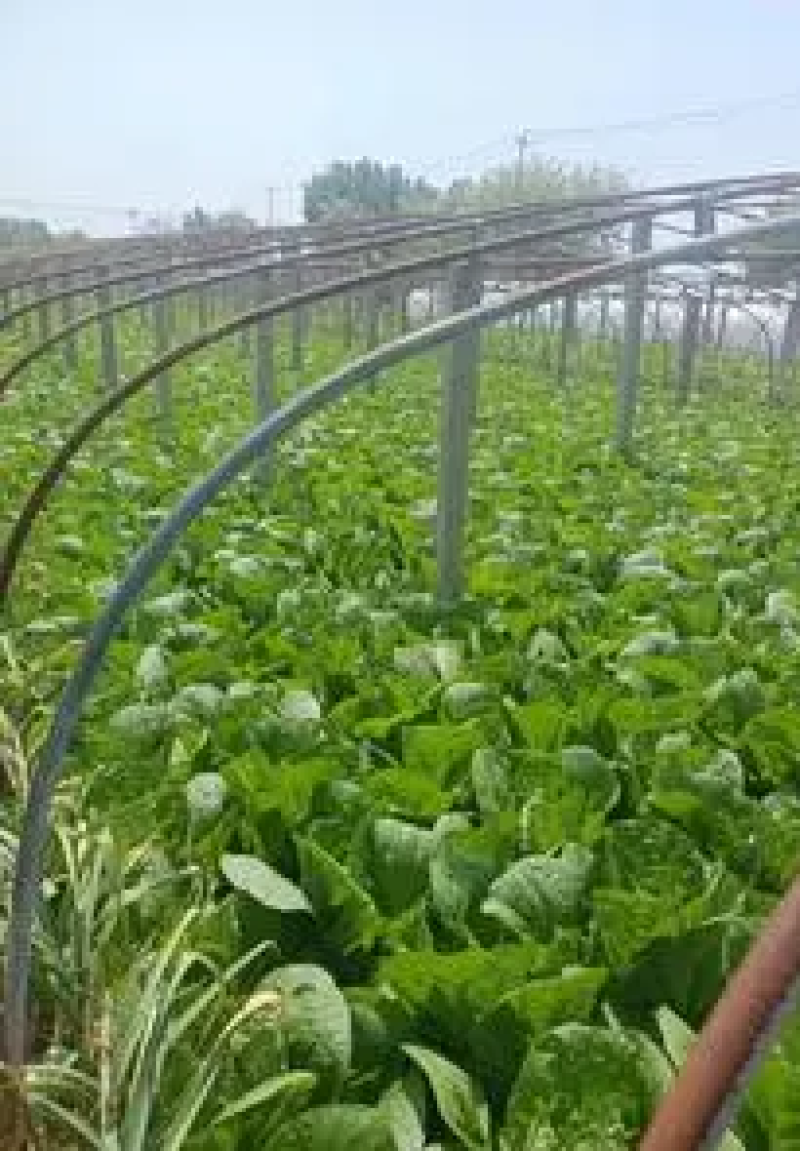 【热销】精品大白菜大量上市质优价廉产地直发