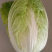 【热销】精品大白菜大量上市质优价廉产地直发