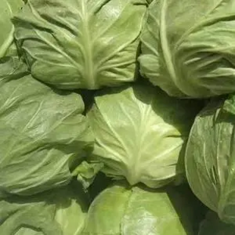 【热销】精品甘蓝大量上市质优价廉产地直发