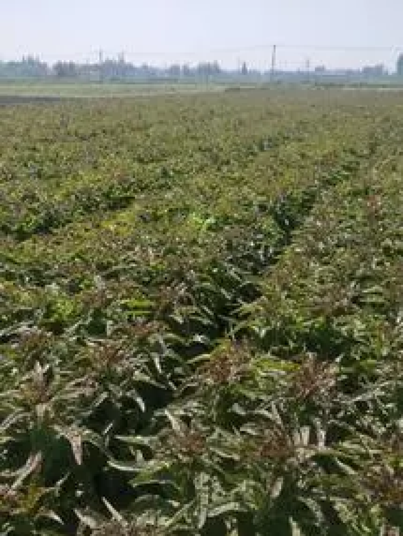 【精品】莴苣莴笋大量新鲜供应，可视频看货欢迎来电