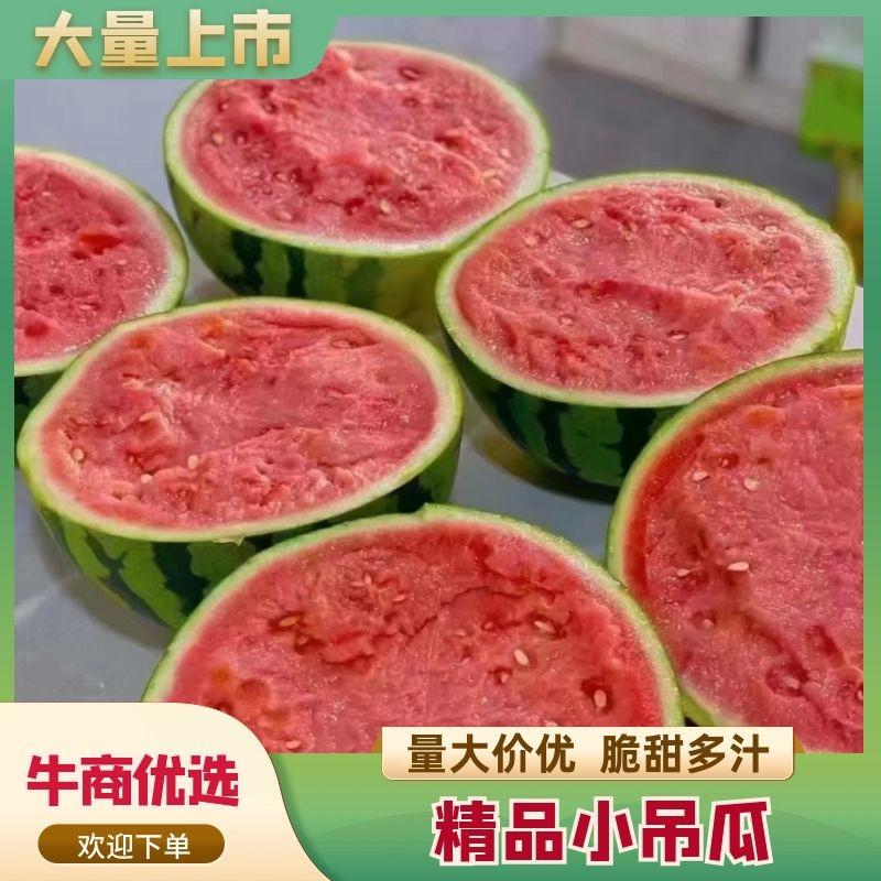 【精品西瓜】蒲城礼品小糖丸西瓜大量供应产地直发全国发货