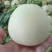 小白瓜白莎蜜甜瓜砀山甜瓜糖度高耐运输对接商超市场