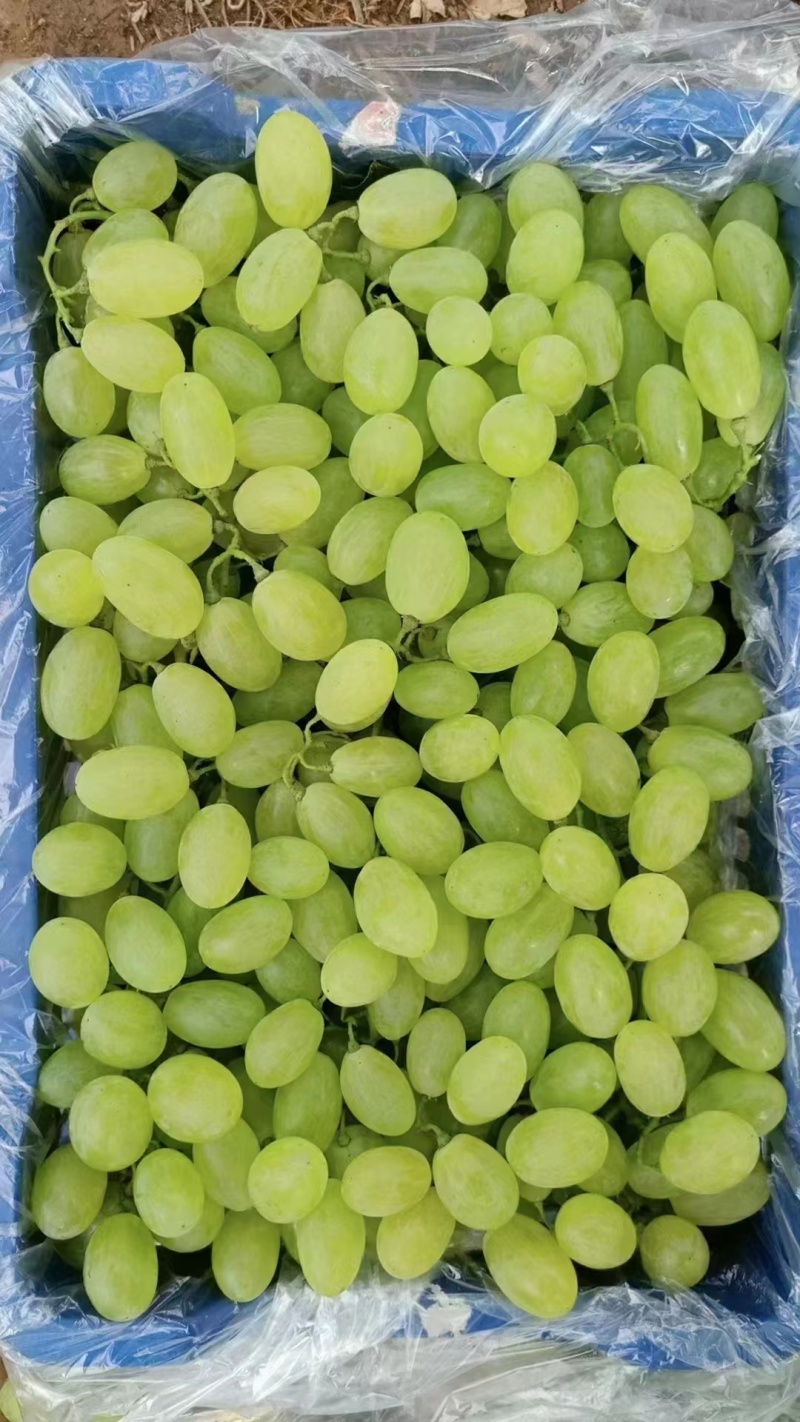 河北饶阳维多利亚葡萄颗粒大无裂果/量大从优承接市场商超