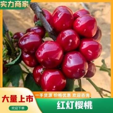 山东精品红灯樱桃大量上市品质保证量大从优可视频看货