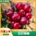 山东精品红灯樱桃大量上市品质保证量大从优可视频看货