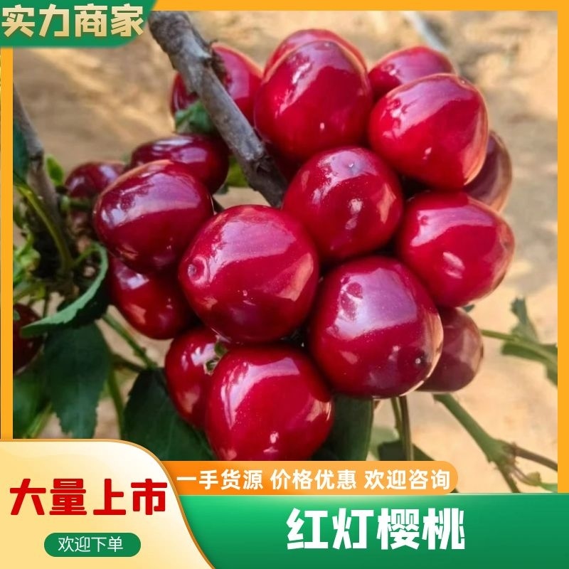 山东精品红灯樱桃大量上市品质保证量大从优可视频看货