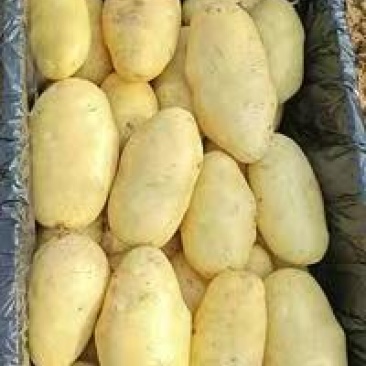 滕卅大棚土豆大量供应，品种全，货发全国诚信经营！