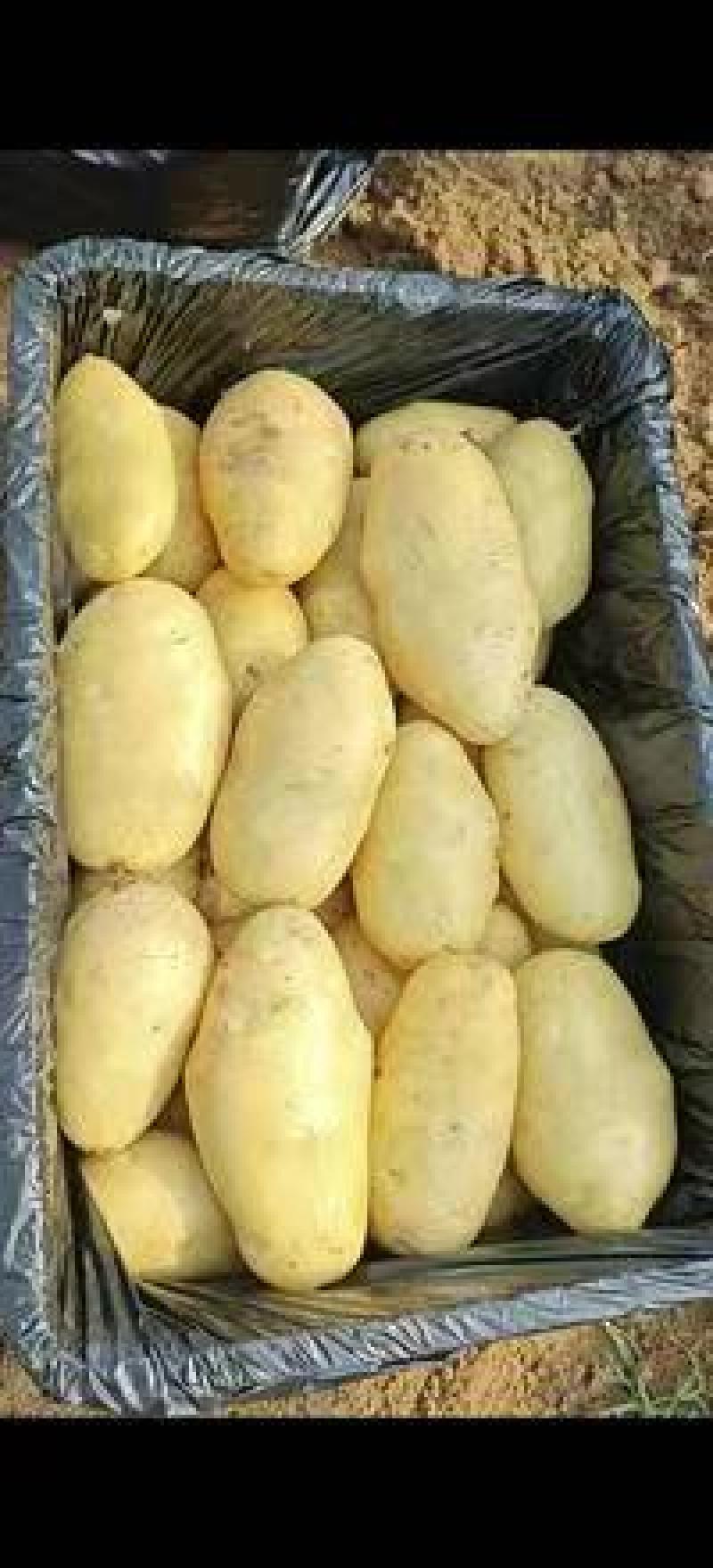 滕卅大棚土豆大量供应，品种全，货发全国诚信经营！