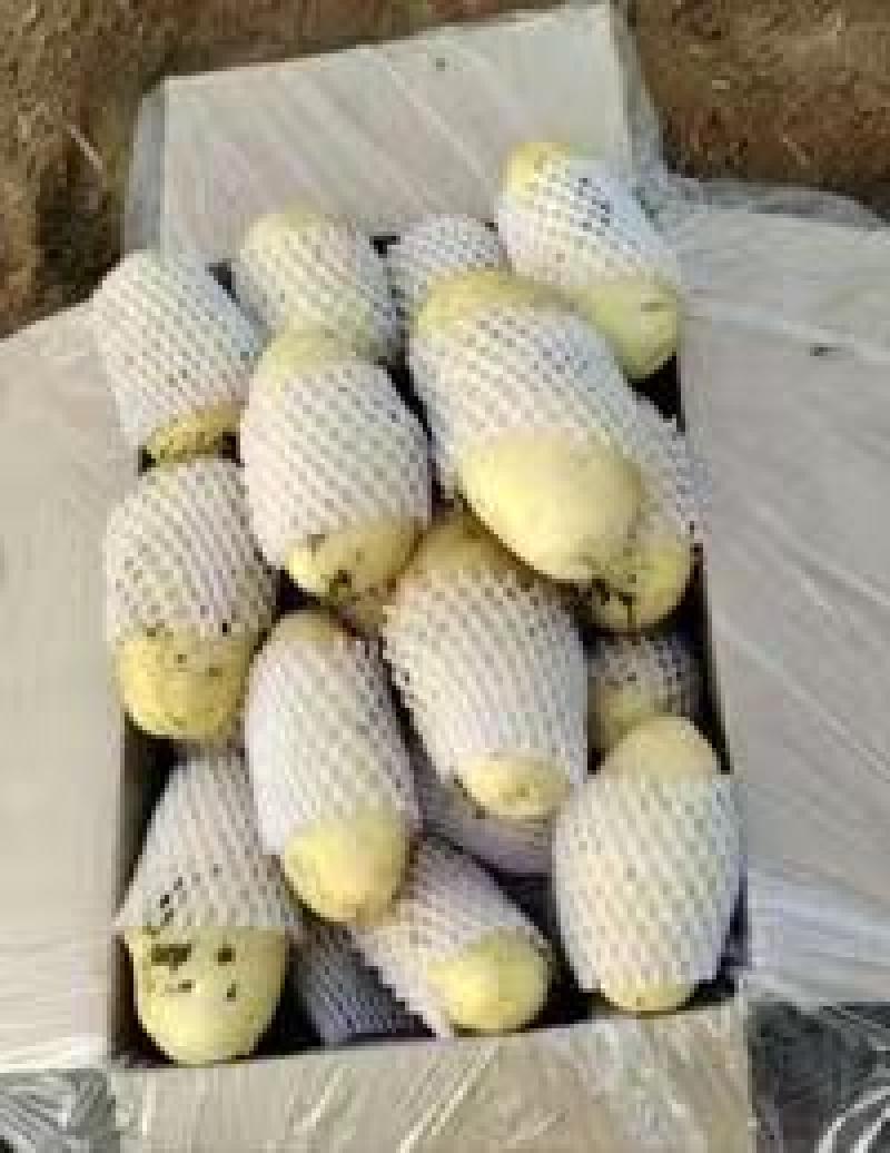 滕卅大棚土豆大量供应，品种全，货发全国诚信经营！