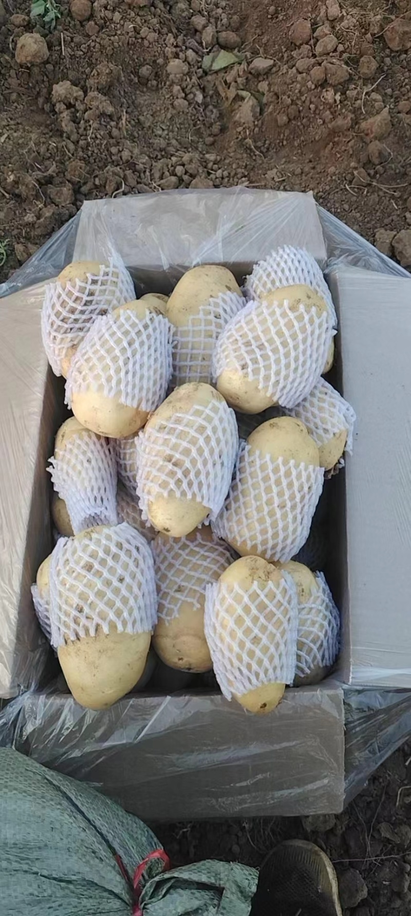 滕卅大棚土豆大量供应，品种全，货发全国诚信经营！