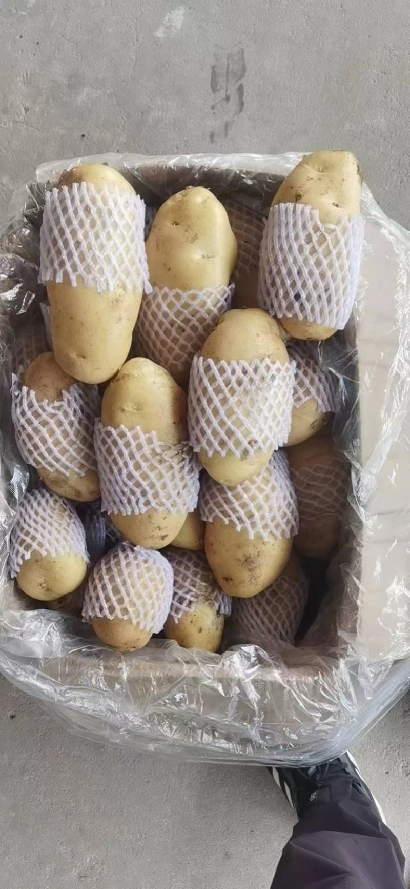 滕卅大棚土豆大量供应，品种全，货发全国诚信经营！