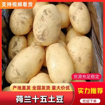 山东土豆荷兰十五土豆产地直供质优价廉货发全国