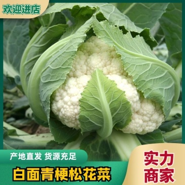 【优质菜花】山东聊城有机花菜产地直供保质保量视频看货