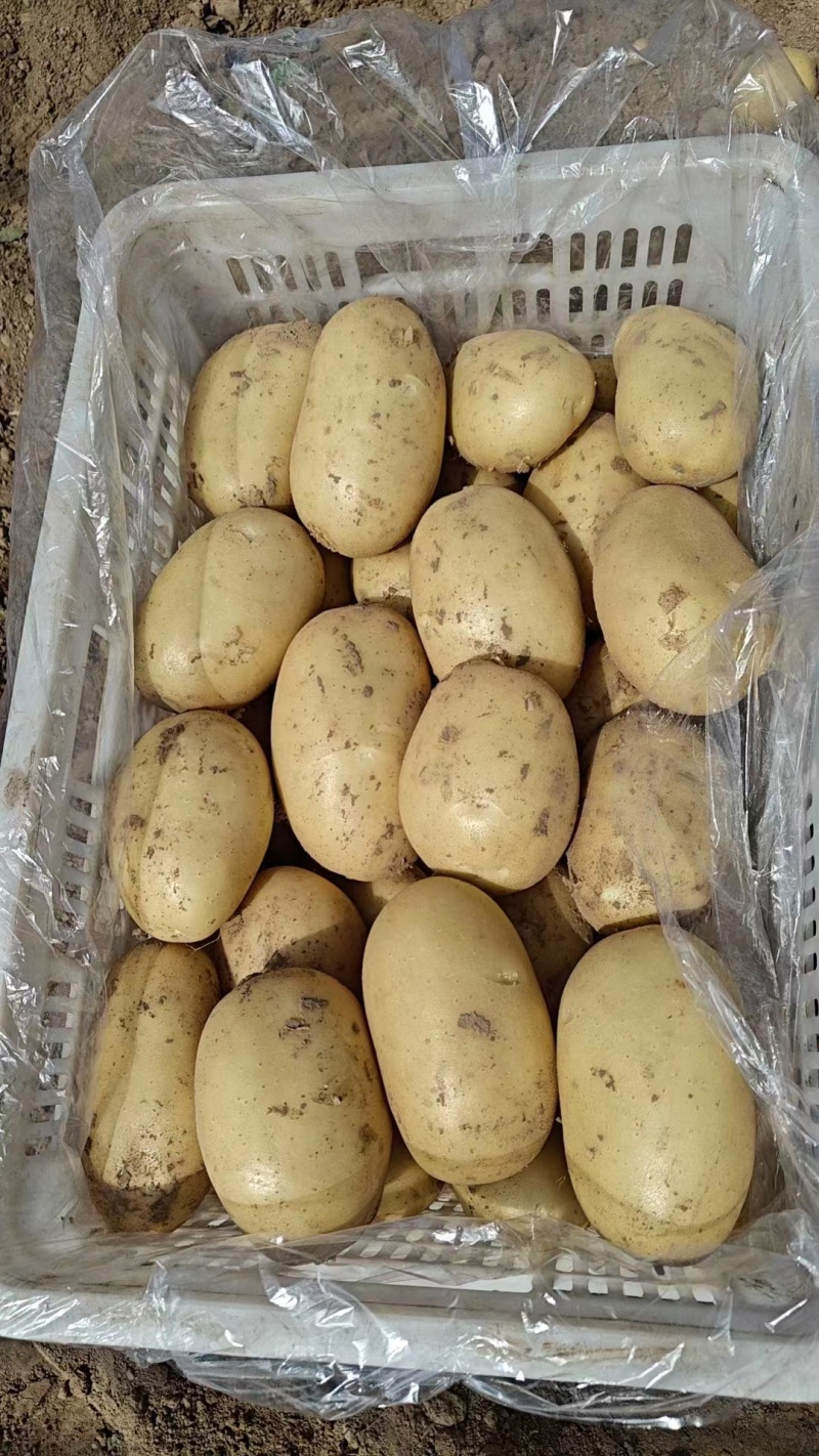 【江苏土豆】沃土5号土豆大量供应可视频实地看货欢迎咨询