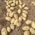 【江苏土豆】沃土5号土豆大量供应可视频实地看货欢迎咨询