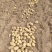 【江苏土豆】沃土5号土豆大量供应可视频实地看货欢迎咨询