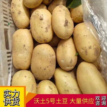 【江苏土豆】沃土5号土豆大量供应可视频实地看货欢迎咨询