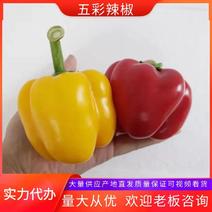【甜椒】五彩椒山东甜椒山东五彩椒常年供应品质保证