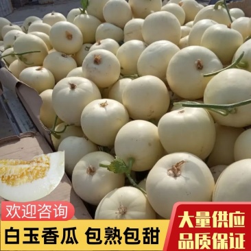 安徽砀山精品甜瓜小白瓜，口感脆甜，产地直供！