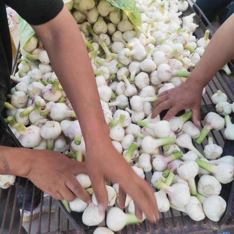 大蒜新蒜大量上市对接全国市场量大从优欢迎咨询