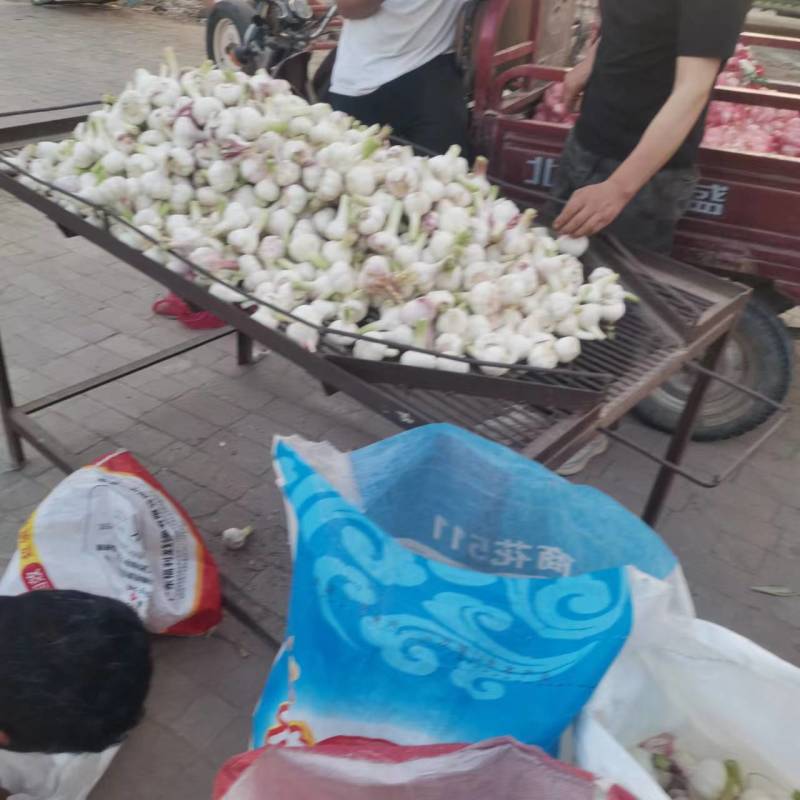 大蒜新蒜大量上市对接全国市场量大从优欢迎咨询