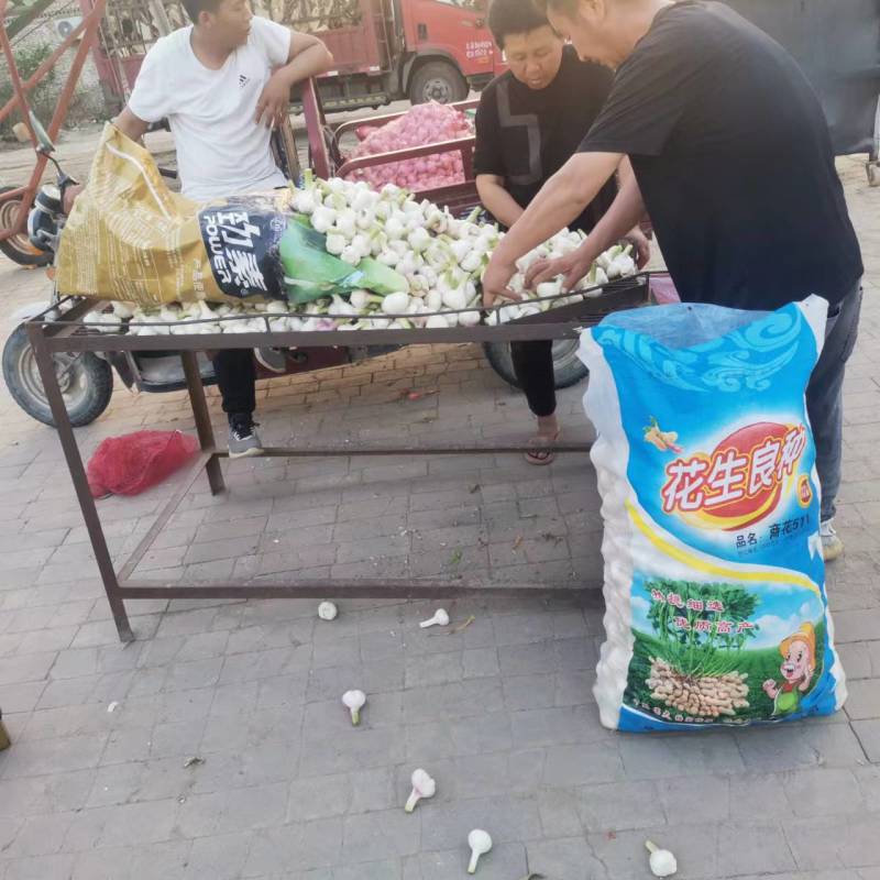精品大蒜大量上市产地直发24年新蒜可视频看货欢迎