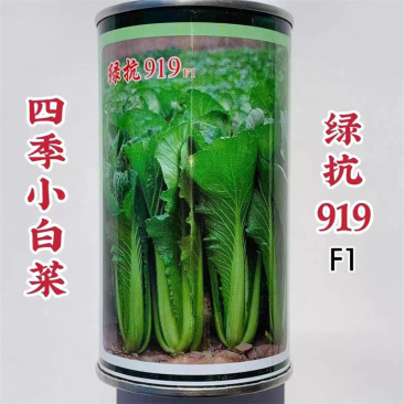 青梗无毛小白菜种子四季绿抗919小白菜种子生长速度快高抗