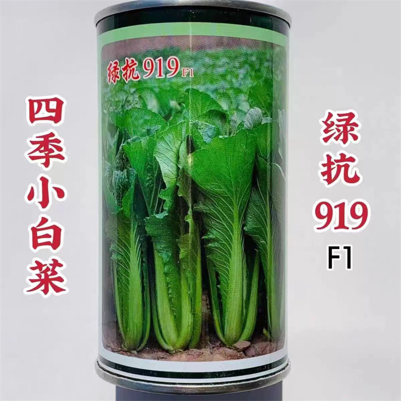 青梗无毛小白菜种子四季绿抗919小白菜种子生长速度快高抗