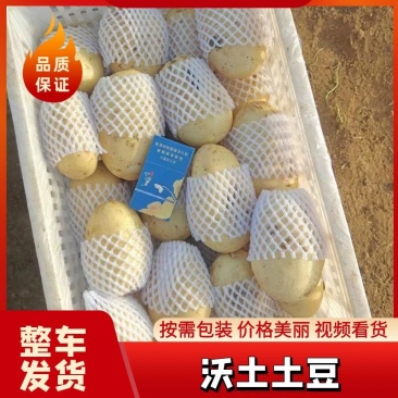 沃土五号土豆精品产地直供规格全对接批发商商超欢迎咨询