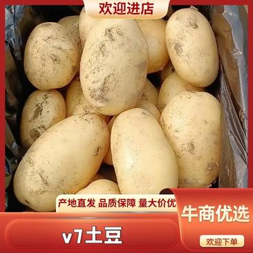 优质v7土豆黄皮黄心山东产地规格全欢迎咨询
