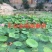 精品荷花苗深水荷花苗品种齐全规格齐全欢迎咨询