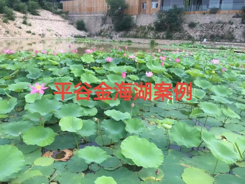 精品荷花苗深水荷花苗品种齐全规格齐全欢迎咨询